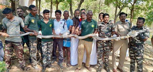 Penampakan ular king kobra sepanjang 3,6 meter di India.