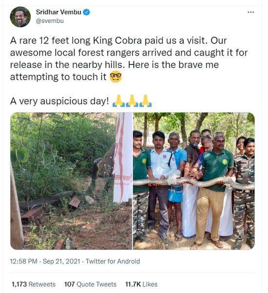 Penampakan ular king kobra sepanjang 3,6 meter di India.