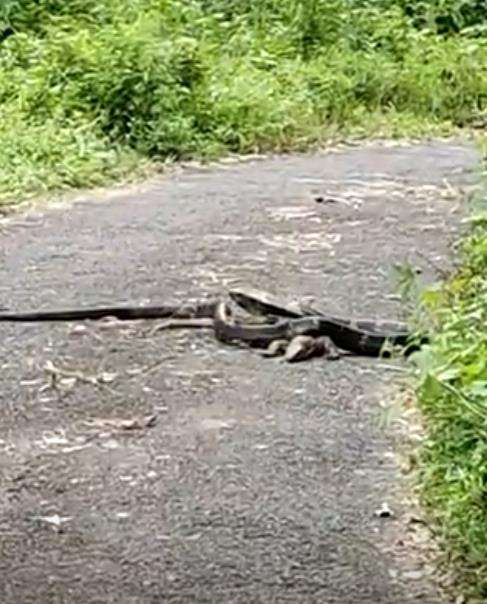 King kobra salah mangsa, ekor biawak dikira ular makanannya.