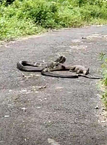 King kobra salah mangsa, ekor biawak dikira ular makanannya.