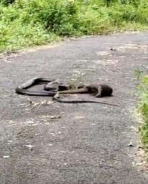 King kobra salah mangsa, ekor biawak dikira ular makanannya.