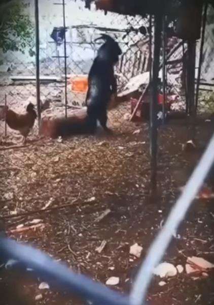 Viral kambing hitam berjalan mirip manusia.