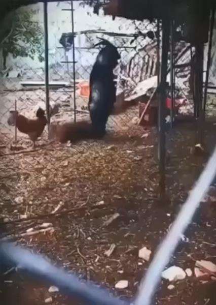 Aksi kambing hitam berjalan dengan dua kakinya malah terlihat menakutkan.