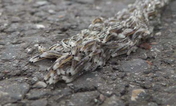 Penampakan jutaan larva kecil bergerak dalam kesatuan hingga mirip ular.