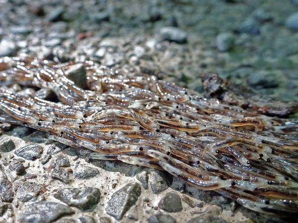 Penyebab dan tujuan larva agas jamur berpindah masih jadi misteri.