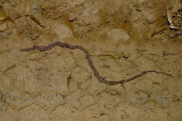 Penampakan jutaan larva kecil bergerak dalam kesatuan hingga mirip ular.
