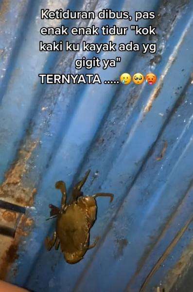 Random banget! Lagi enak-enak tidur di bus, kaki digerayangi kepiting.