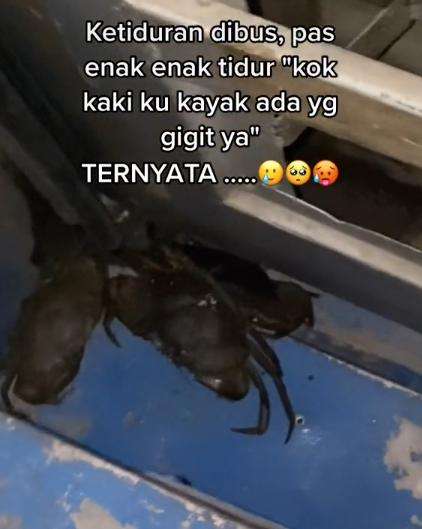 Random banget! Lagi enak-enak tidur di bus, kaki digerayangi kepiting.