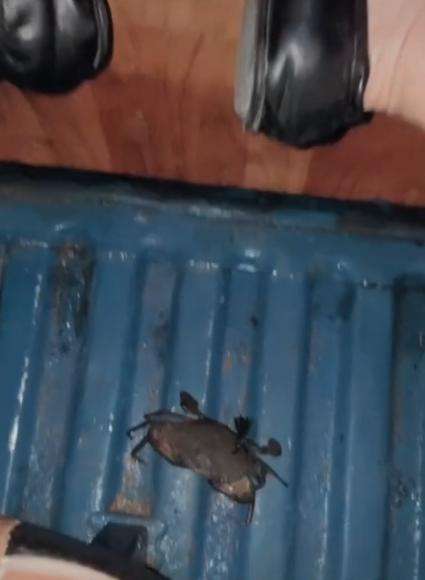 Random banget! Lagi enak-enak tidur di bus, kaki digerayangi kepiting.