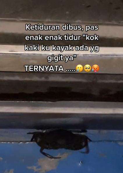 Random banget! Lagi enak-enak tidur di bus, kaki digerayangi kepiting.