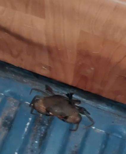 Random banget! Lagi enak-enak tidur di bus, kaki digerayangi kepiting.