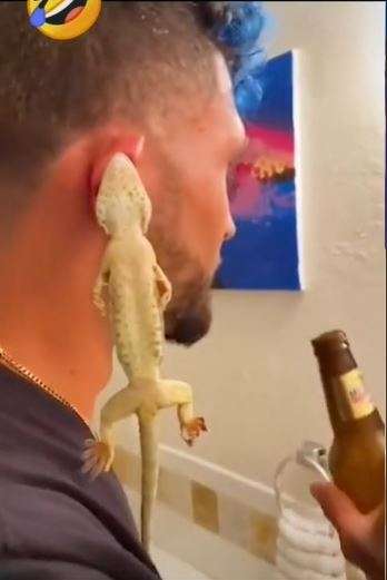 Pria digigit tokek Pria digigit tokek