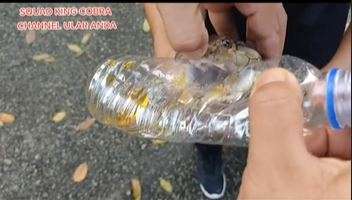 king cobra