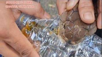 king cobra