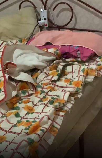 Sedang tidur nyenyak, didatangi ular piton sebesar lengan anak-anak jam 3 pagi.