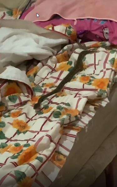 Sedang tidur nyenyak, didatangi ular piton sebesar lengan anak-anak jam 3 pagi.