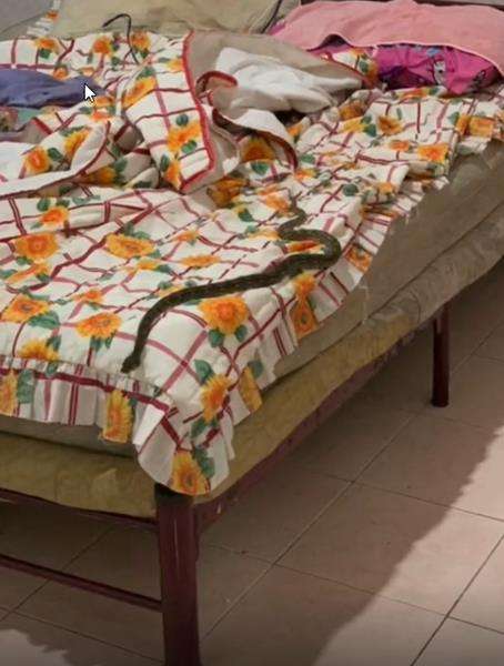 Sedang tidur nyenyak, didatangi ular piton sebesar lengan anak-anak jam 3 pagi.