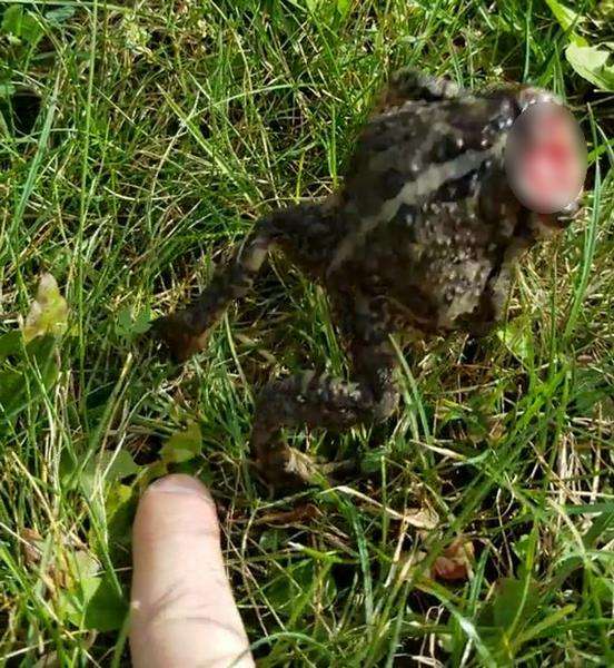 Merinding, kodok zombie ini tetap hidup meski kepalanya putus.