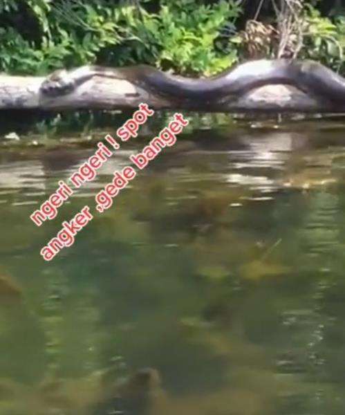 Penampakan ular raksasa santuy berjemur di atas sebatang pohon roboh.