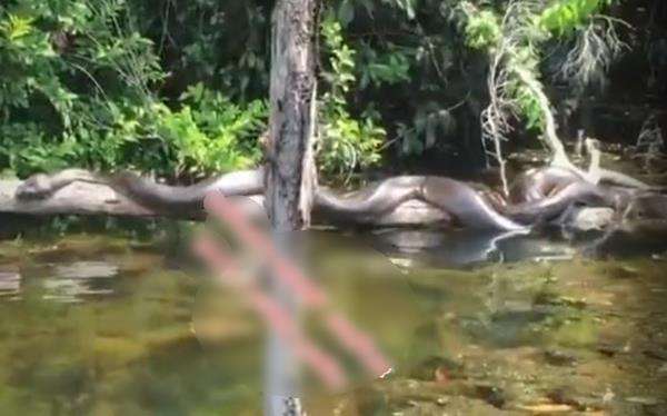 Penampakan ular raksasa santuy berjemur di atas sebatang pohon roboh.