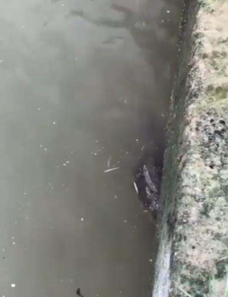 Aksi pria mancing di sungai ini viral.