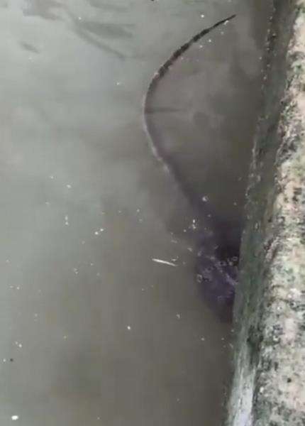 Aksi pria mancing di sungai ini viral.