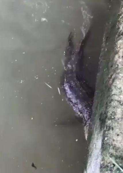 Aksi pria mancing di sungai ini viral.