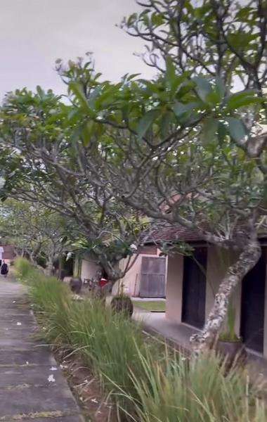 Keberadaan pohon kamboja mengingatkan pada suasana kuburan.