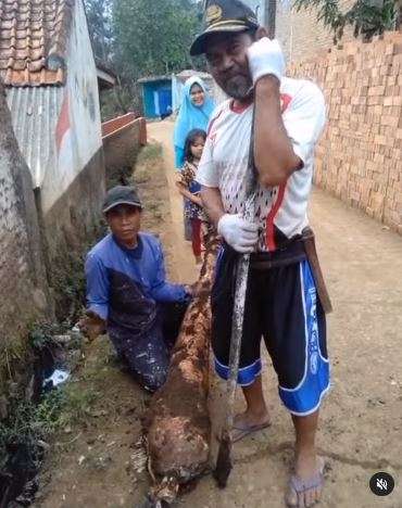 Ternyata singkong Ternyata singkong