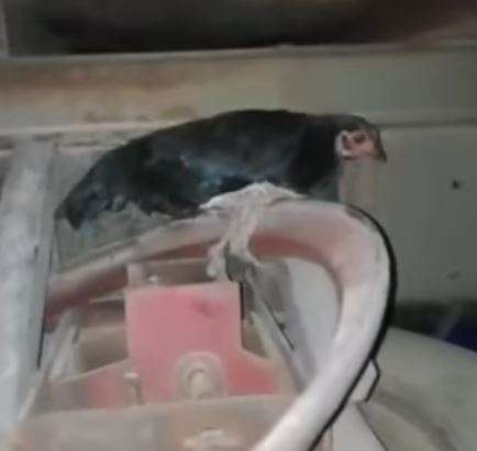 Ayam di truk