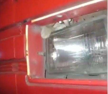 Kucing di truk