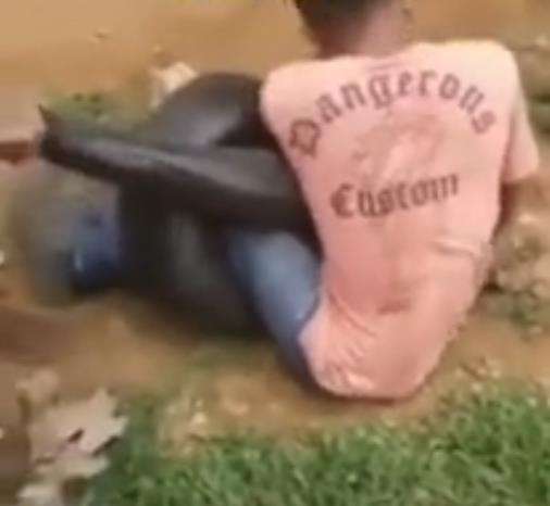 Kejadian menegangkan dibelit ular anaconda raksasa.