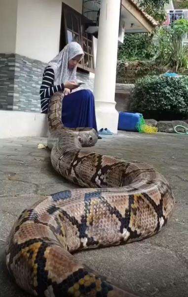Gadis berjilbab santuy pangku ular piton raksasa sambil main HP.