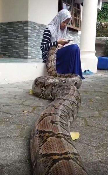 Gadis berjilbab santuy pangku ular piton raksasa sambil main HP.