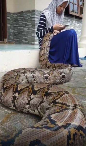 Gadis berjilbab santuy pangku ular piton raksasa sambil main HP.