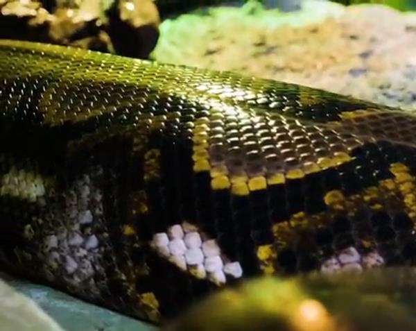 Akuarium di Abu Dhabi koleksi ular piton raksasa, terbesar di dunia.
