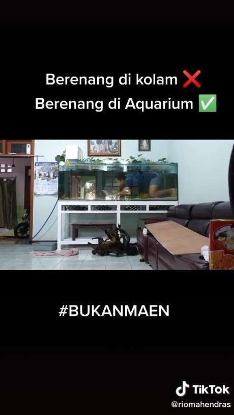 Berenang di akuarium Berenang di akuarium