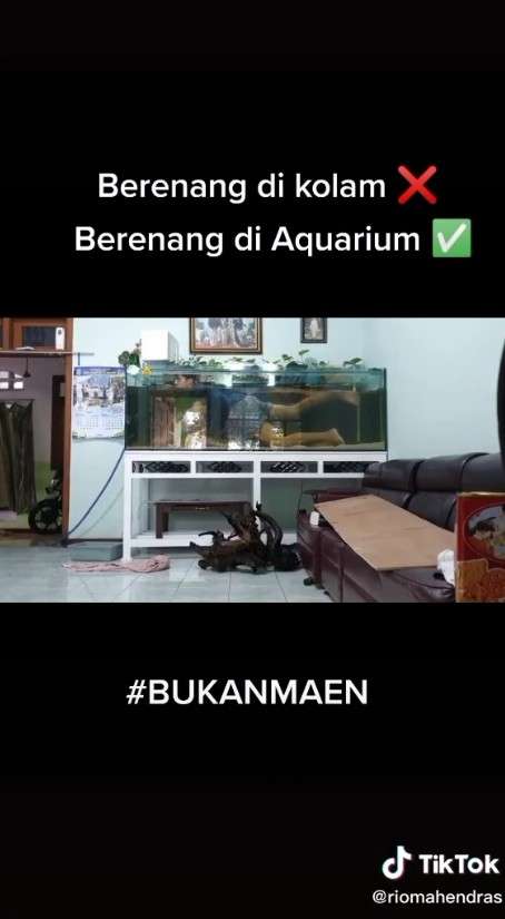 Pria berenang di akuarium Pria berenang di akuarium
