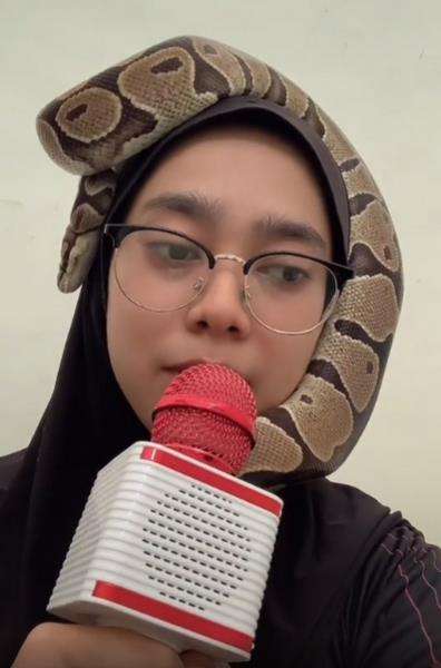 Viral gadis berjilbab jadikan ular piton sebagai turban.