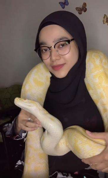 Viral gadis berjilbab jadikan ular piton sebagai turban.