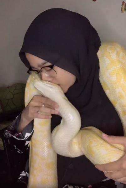 Aksi Syazlin mencium koleksi ular piton raksasa miliknya.
