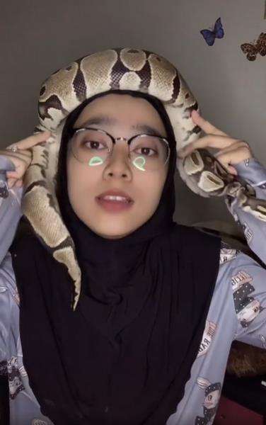Viral gadis berjilbab jadikan ular piton sebagai turban.