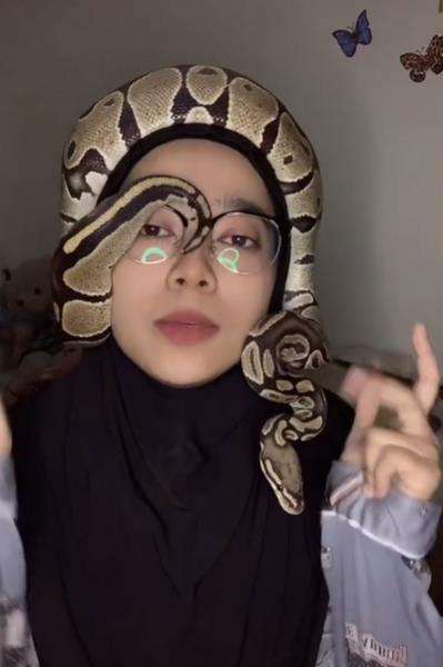 Viral gadis berjilbab jadikan ular piton sebagai turban.