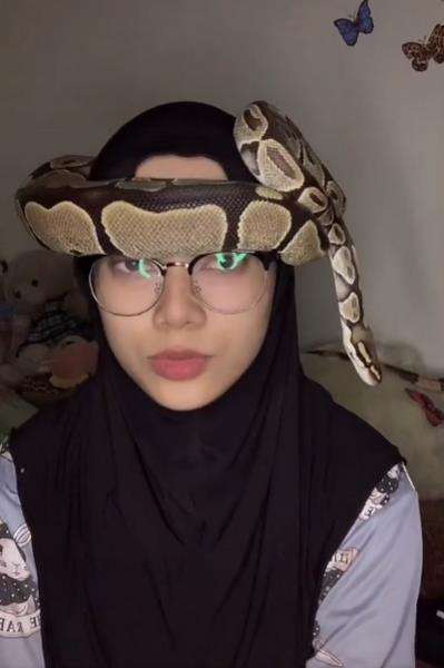 Viral gadis berjilbab jadikan ular piton sebagai turban.