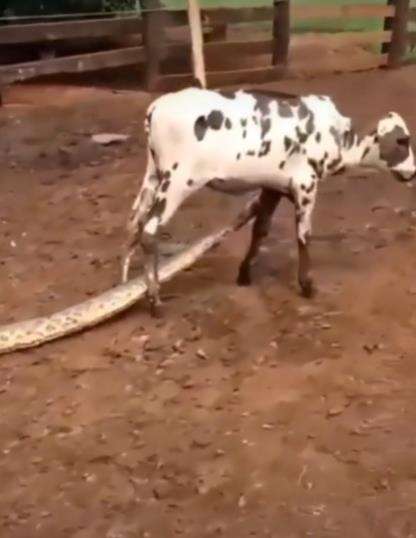 Ular piton salah memilih mangsa, diinjak-injak anak sapi.