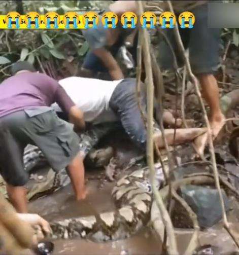 Video penemuan ular piton raksasa di pedalaman hutan Sulawesi.
