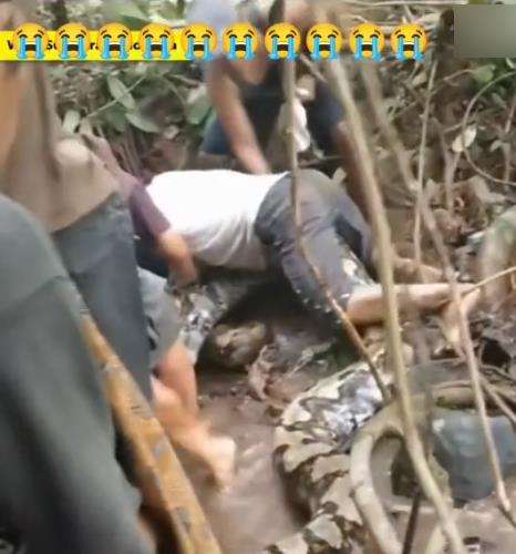 Video penemuan ular piton raksasa di pedalaman hutan Sulawesi.