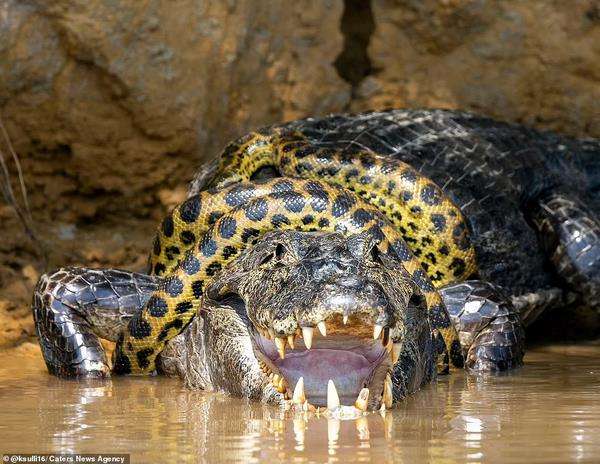 Pertarungan sengit ular anaconda vs. caiman yang berakhir seri.