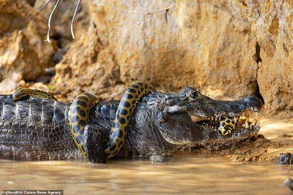 Pertarungan sengit ular anaconda vs. caiman yang berakhir seri.