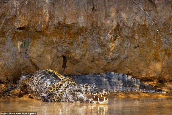Pertarungan sengit ular anaconda vs. caiman yang berakhir seri.